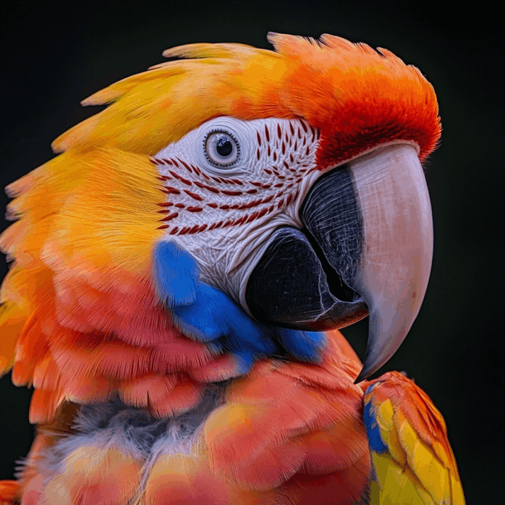 parrot